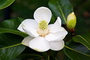 Evergreen magnolia